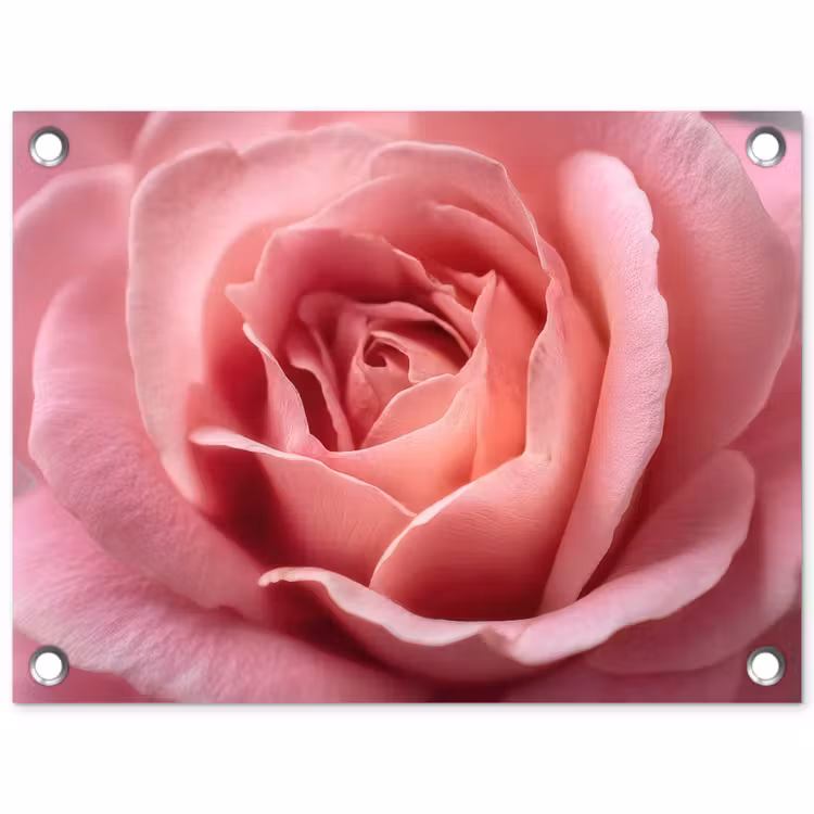 Tuinposter - Roze - Roos - Romantisch — 1