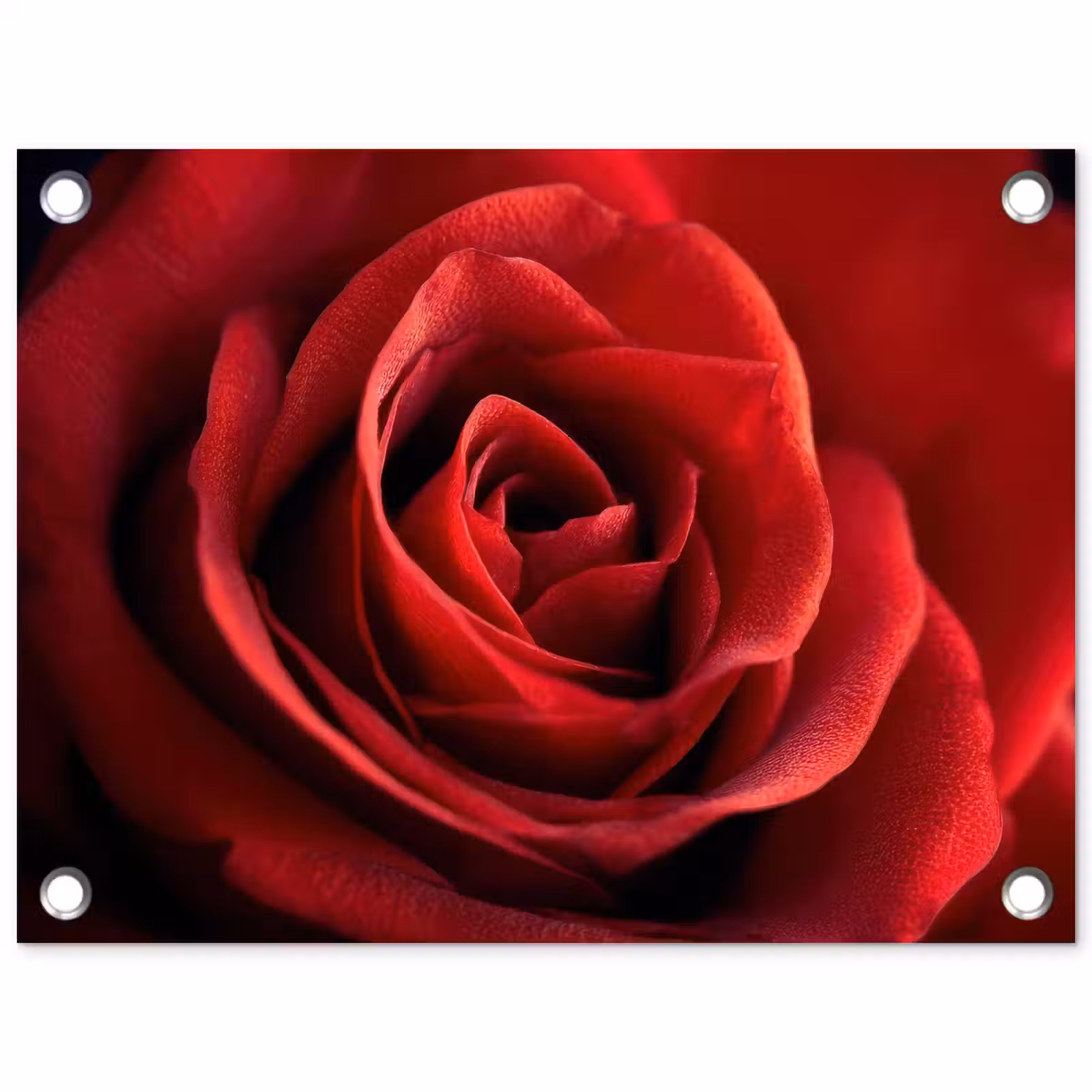 Tuinposter - Rood - Roos - Romantisch — 1