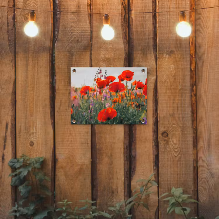 Tuinposter - Rode klaprozen in de avondzon — 2