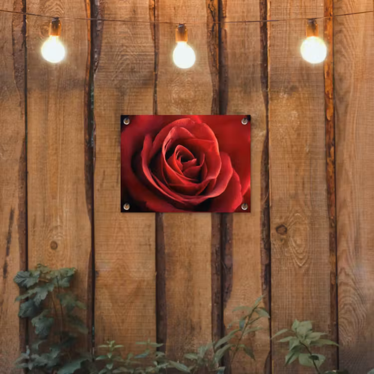 Tuinposter - Rood - Roos - Romantisch — 2