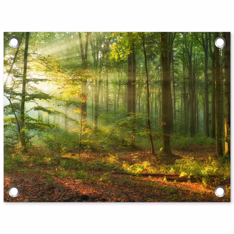 Tuinposter - Zon - Bos - Bomen - Natuur - Herfst — 1