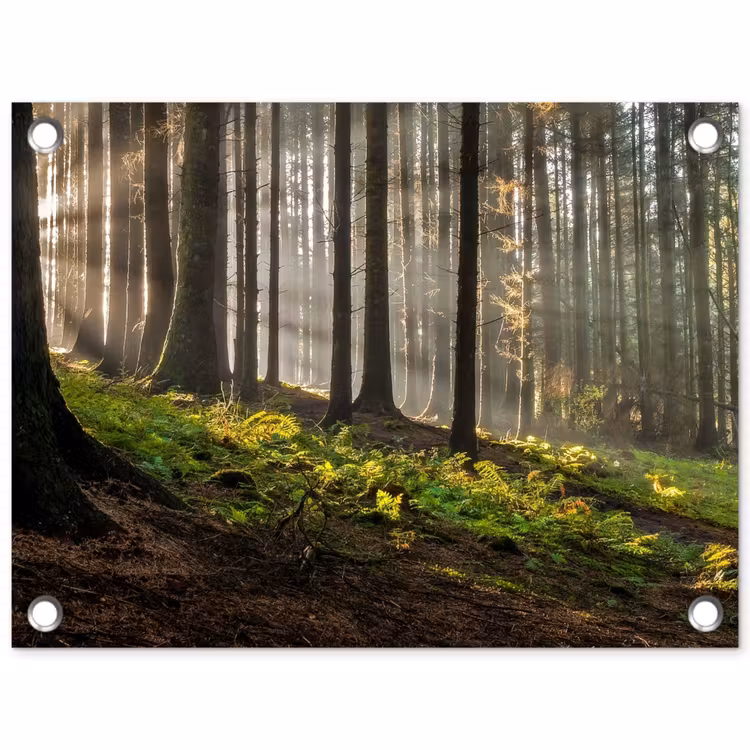 Tuinposter - Zon - Takken - Bomen - Bos - Natuur — 1