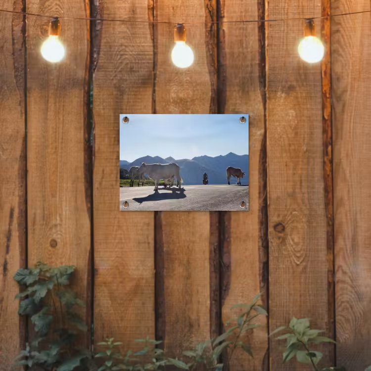 Tuinposter - Schotse hooglander - Licht - Berg - Natuur — 2