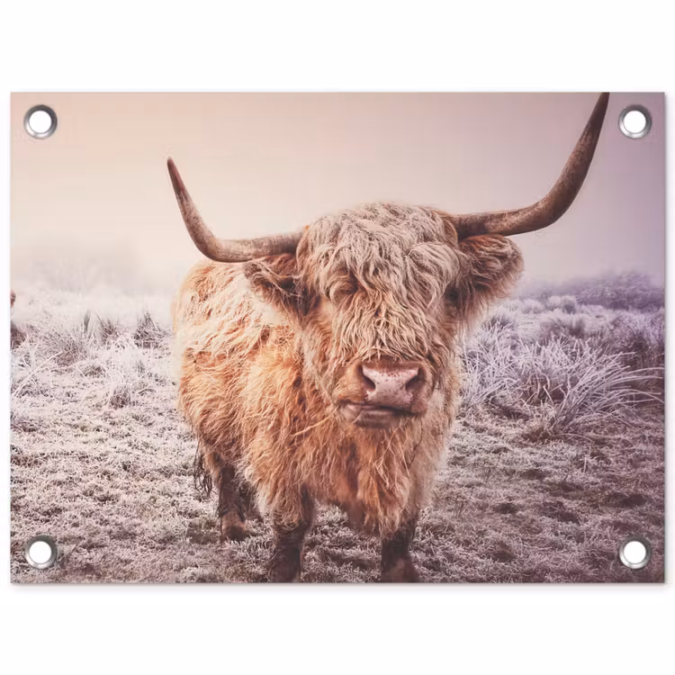 Tuinposter - Schotse hooglanders - Licht - Lucht - Natuur — 1