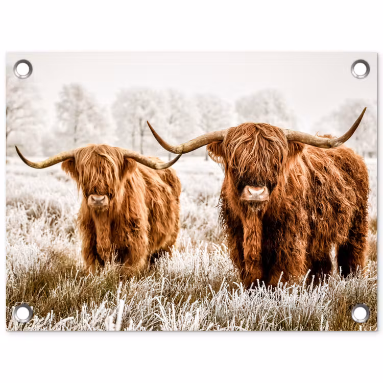 Tuinposter - Schotse hooglander - Koe - Natuur - Winter — 1