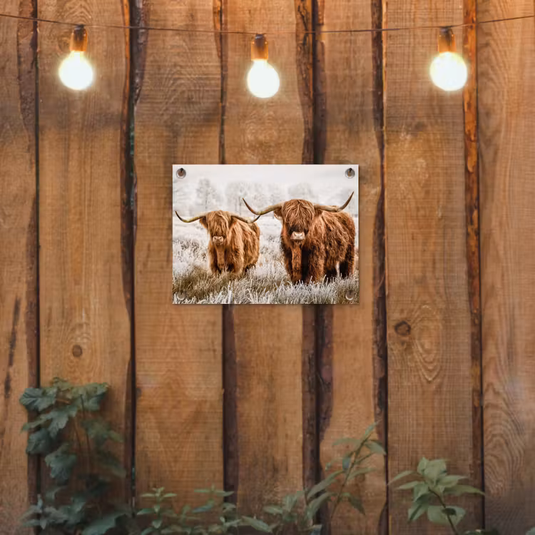 Tuinposter - Schotse hooglander - Koe - Natuur - Winter — 2