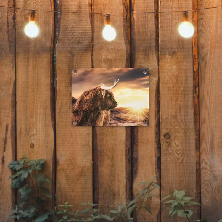 Tuinposter - Schotse hooglander - Zon - Horizon - Koe - Dieren — 2