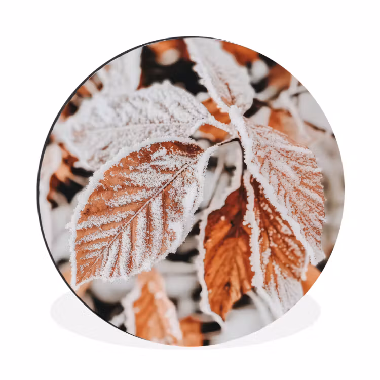 Wandcirkel - Aluminium - Bladeren - IJs - Winter - Natuur — 1