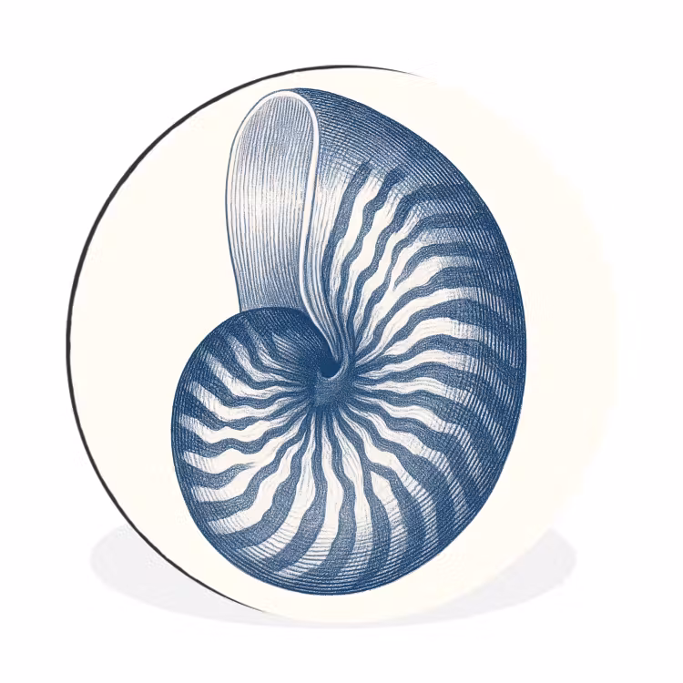 Wandcirkel - Aluminium - Blauw - Schelp - Spiraal — 1