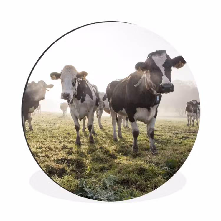 Wandcirkel - Aluminium - Koeien - Licht - Gras - Dieren — 1
