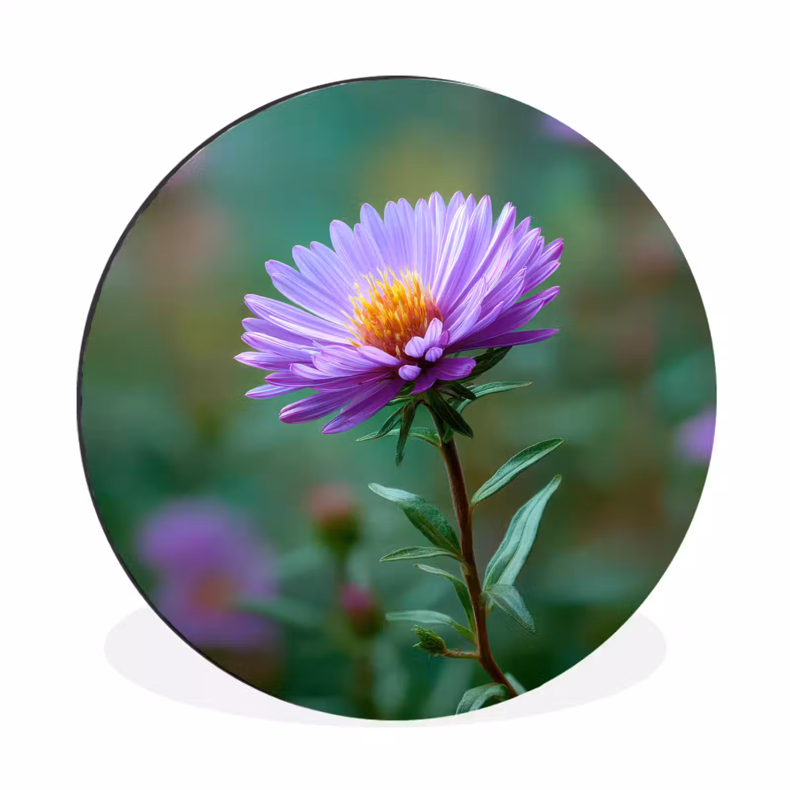 Wandcirkel - Aluminium - Aster - Paars - Bloem - Blaadjes — 1
