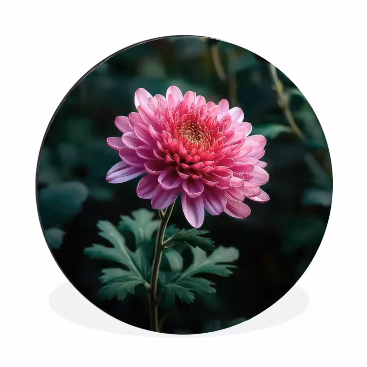 Wandcirkel - Aluminium - Blad - Chrysant - Roze - Schaduw — 1