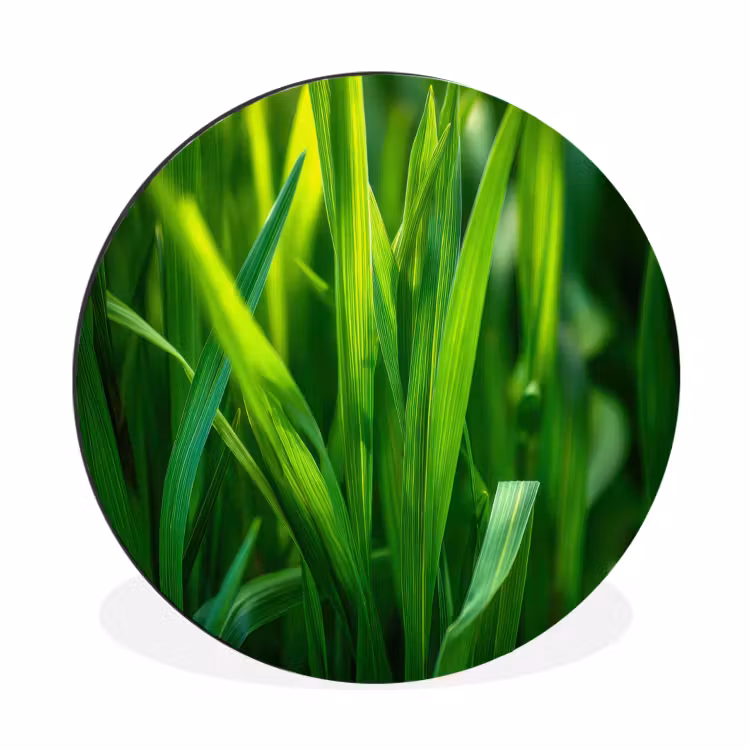 Wandcirkel - Aluminium - Grassprieten - Lichtinval - Groen — 1