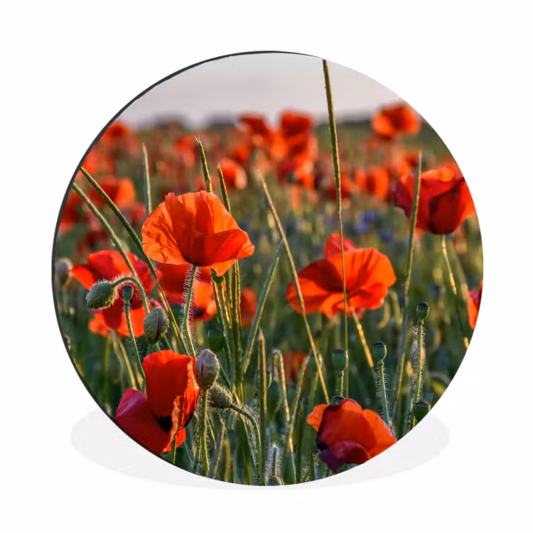Wandcirkel - Aluminium - Bloemen - Klaprozen - Natuur - Rood — 1