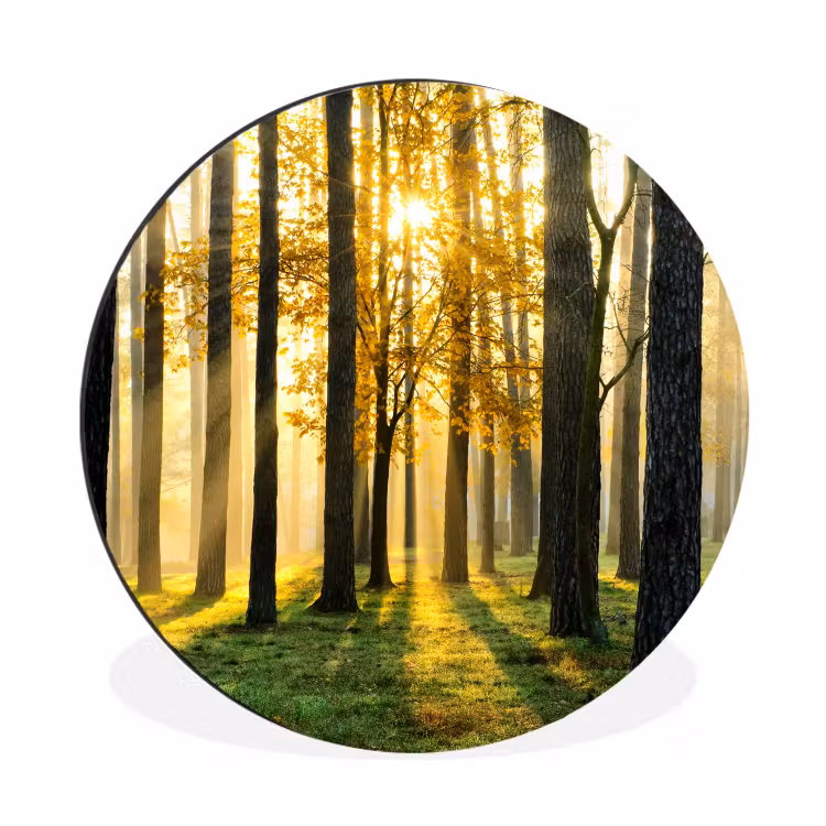 Wandcirkel - Aluminium - Bos - Zon - Bomen - Gras - Landschap - Natuur — 1