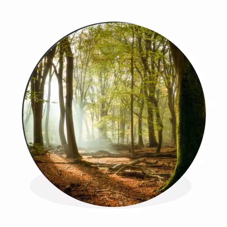 Wandcirkel - Aluminium - Bos - Zon - Seizoenen - Landschap — 1