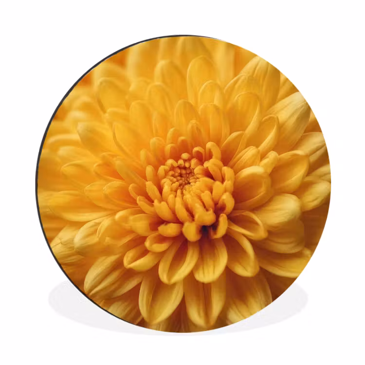 Wandcirkel - Aluminium - Geel - Chrysant - Zachtheid — 1