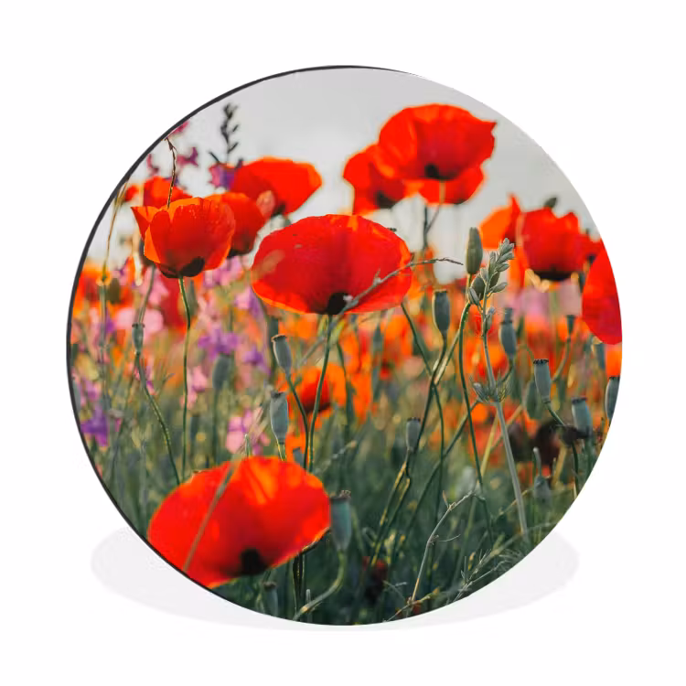 Wandcirkel - Aluminium - Klaproos - Bloemen - Rood - Paars - Weide — 1