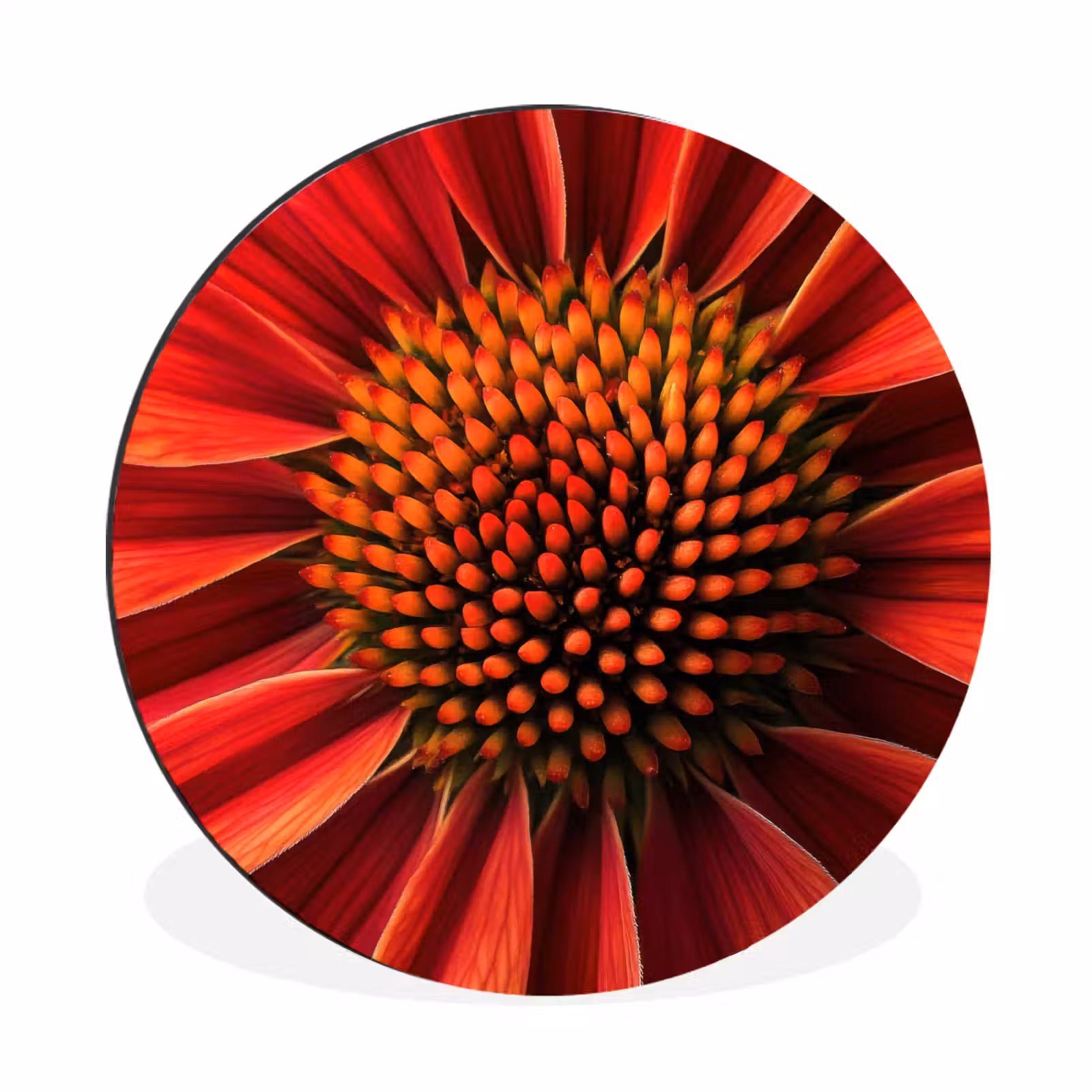 Wandcirkel - Aluminium - Close up - Bloem- Rood — 1