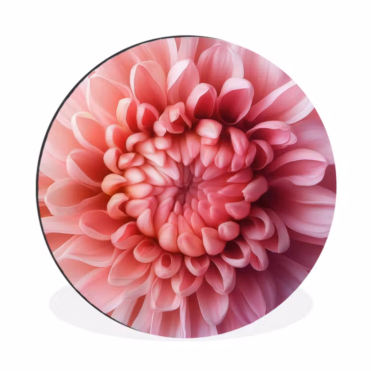 Wandcirkel - Aluminium - Dahlia - Bloem - Close up - Roze — 1