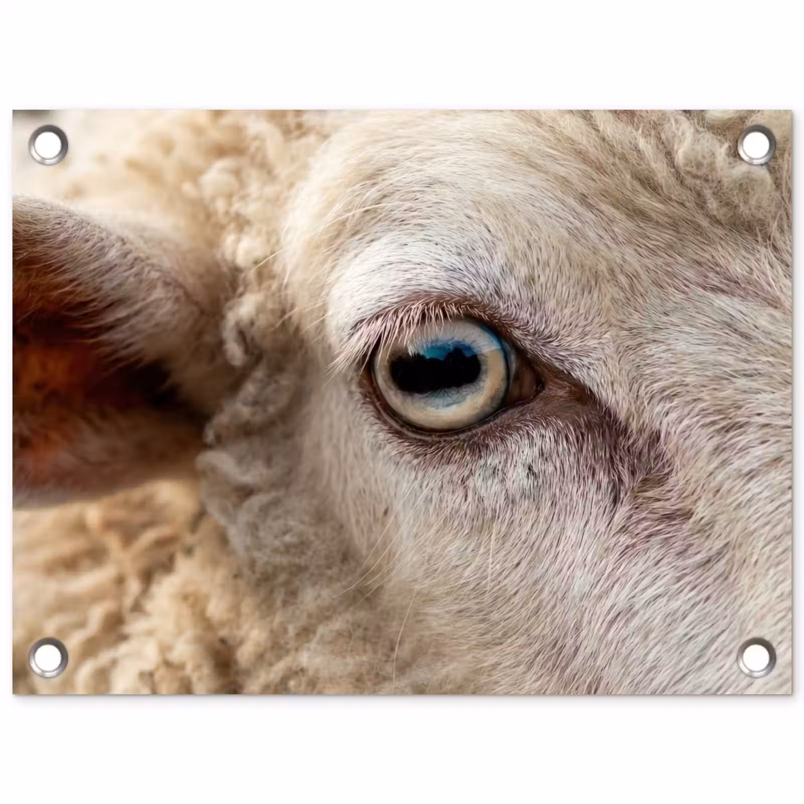Tuinposter - Schaap - Oog - Wit — 1