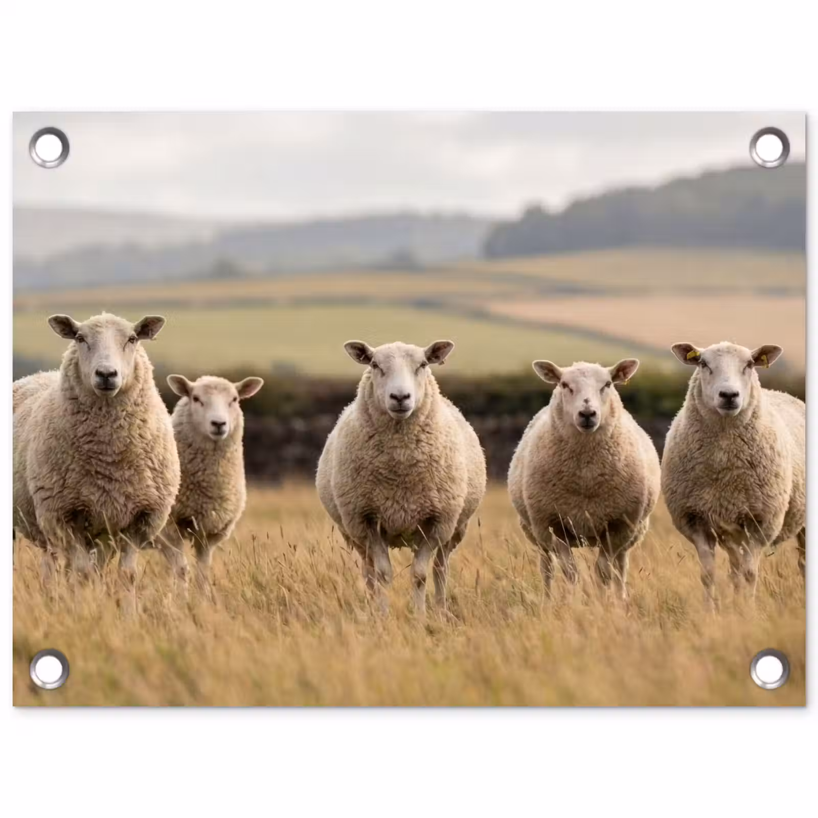 Tuinposter - Schapen - Weidenlandschap - Heuvels — 1