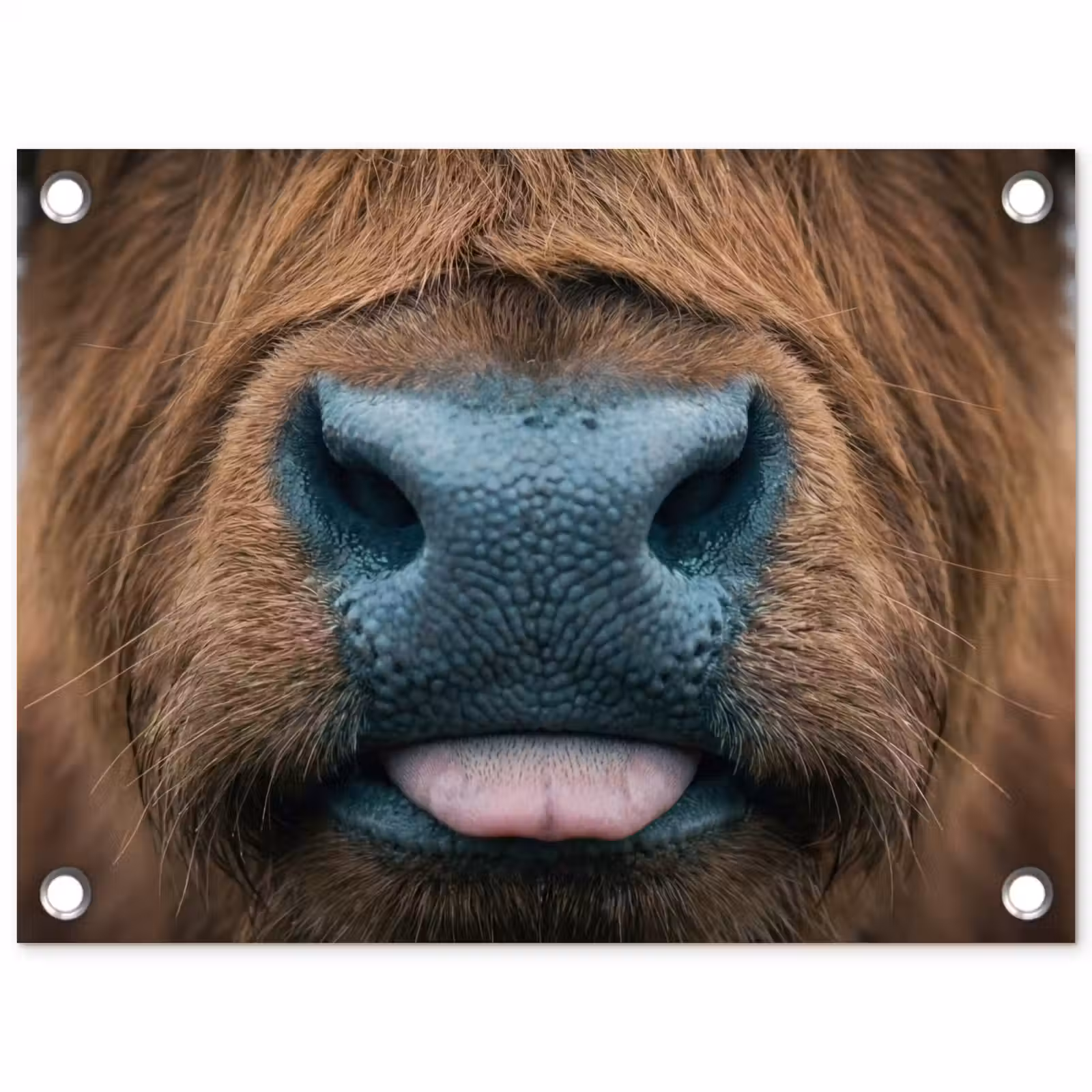 Tuinposter - Schotse hooglander - Neus - Bruin — 1