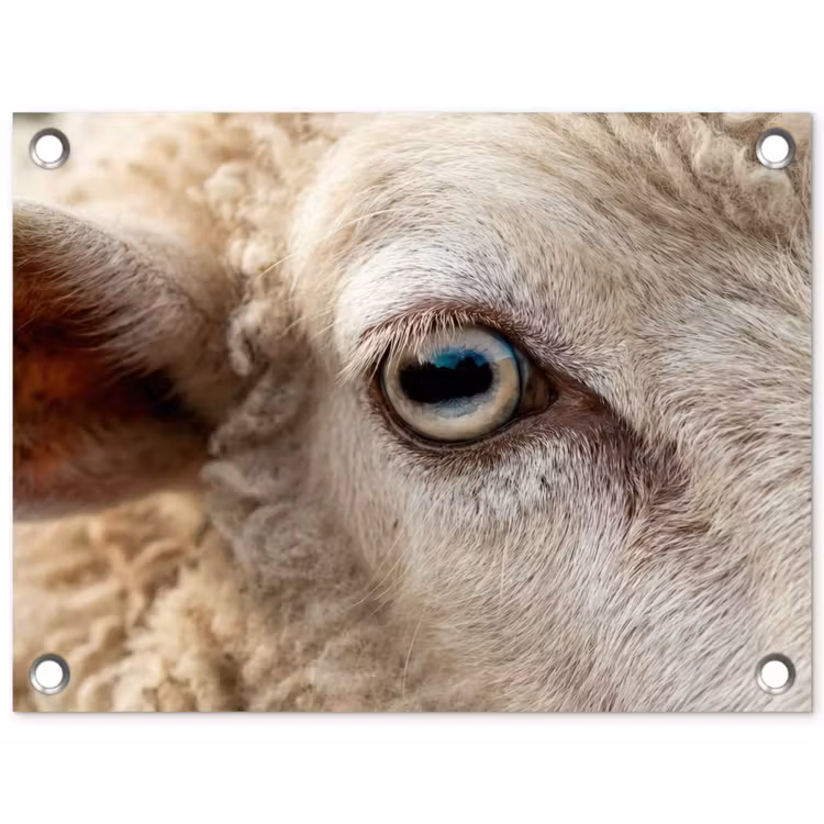 Tuinposter - Schaap - Oog - Wit — 1