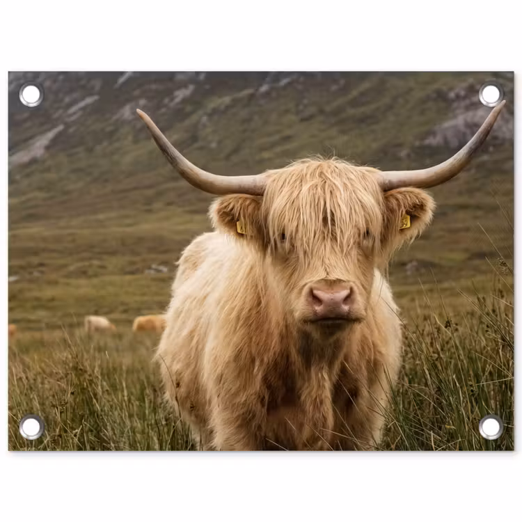 Tuinposter - Schotse hooglander - Bergen - Grasveld — 1