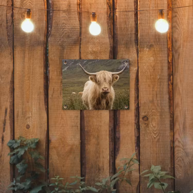 Tuinposter - Schotse hooglander - Bergen - Grasveld — 2