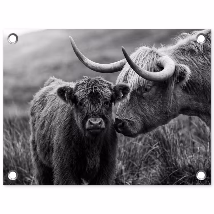 Tuinposter - Schotse hooglander - Kalf - Zwart - Wit — 1