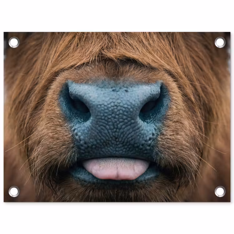 Tuinposter - Schotse hooglander - Neus - Bruin — 1