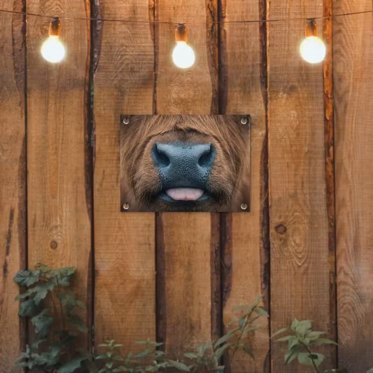 Tuinposter - Schotse hooglander - Neus - Bruin — 2