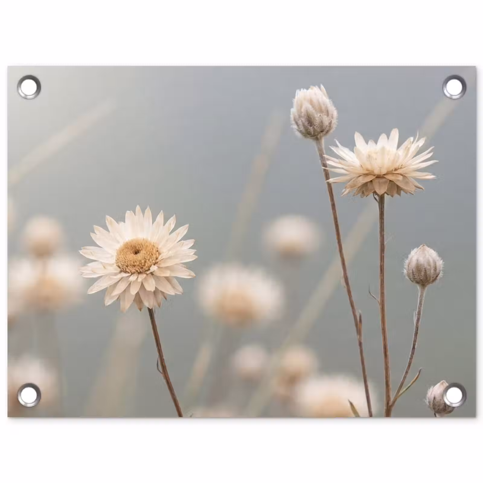 Tuinposter - Strobloemen - Wit - Daglicht — 1