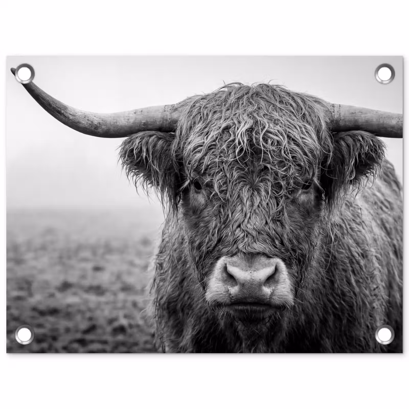 Tuinposter - Schotse hooglander - Zwart - Wit - Gras — 1