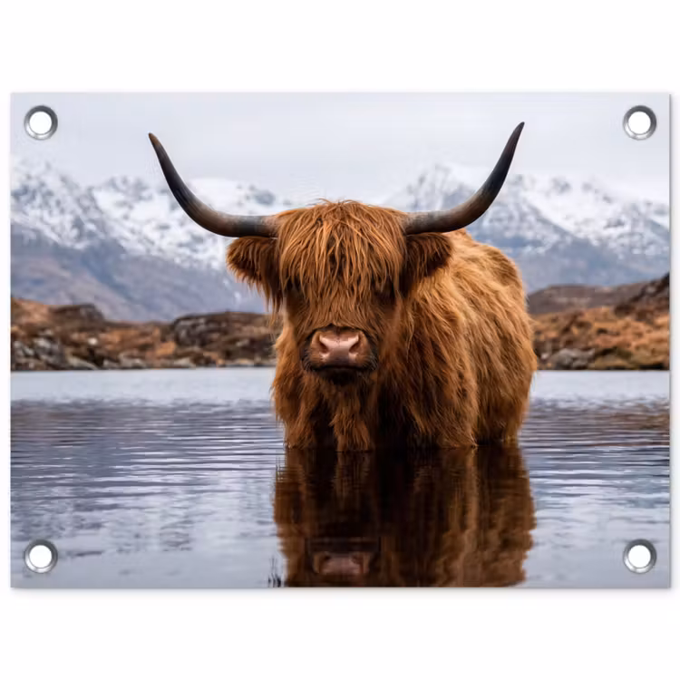 Tuinposter - Schotse hooglander - Bruin - Water — 1