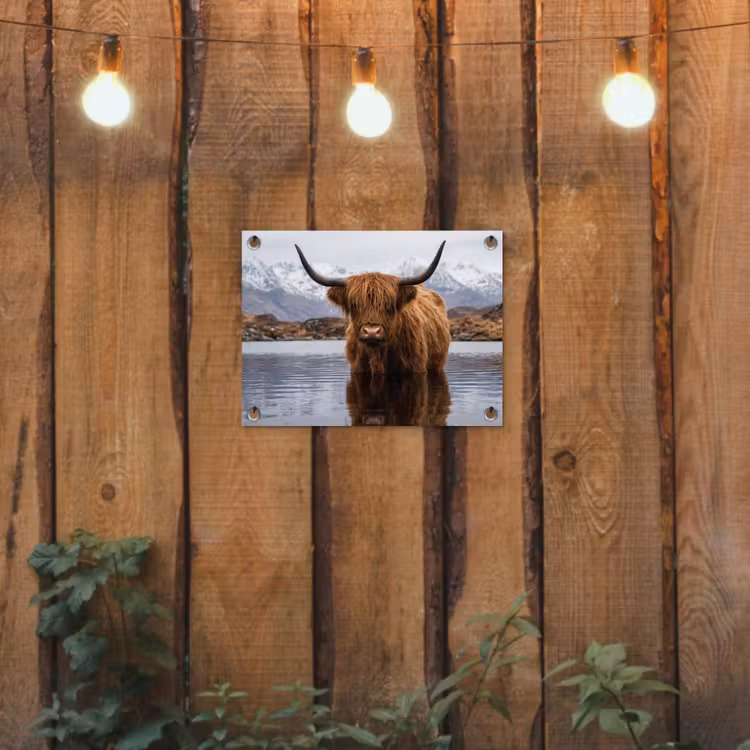 Tuinposter - Schotse hooglander - Bruin - Water — 2
