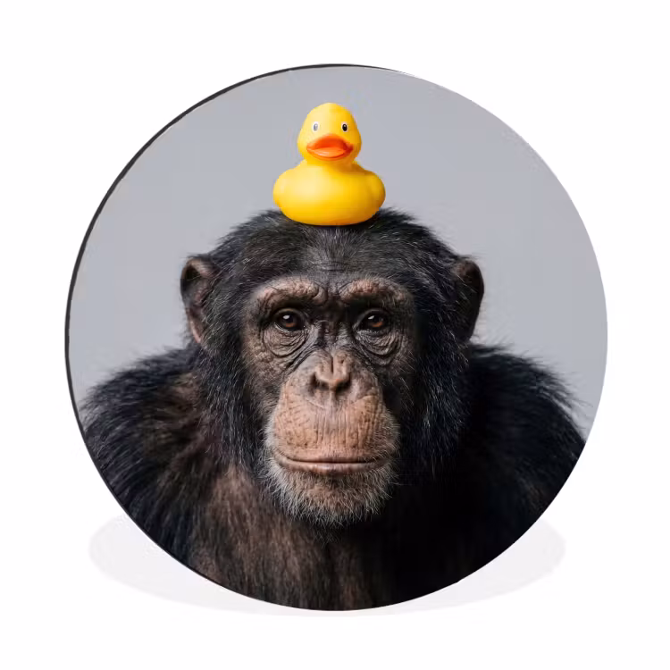 Wandcirkel - Aluminium - Chimpansee - Badeend - Grijs — 1