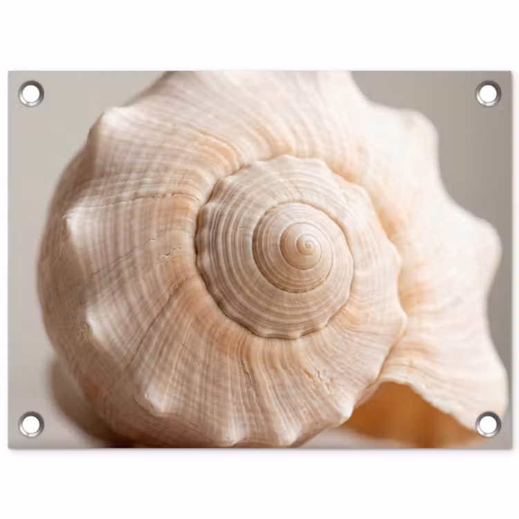 Tuinposter - Schelp - Detail - Beige — 1