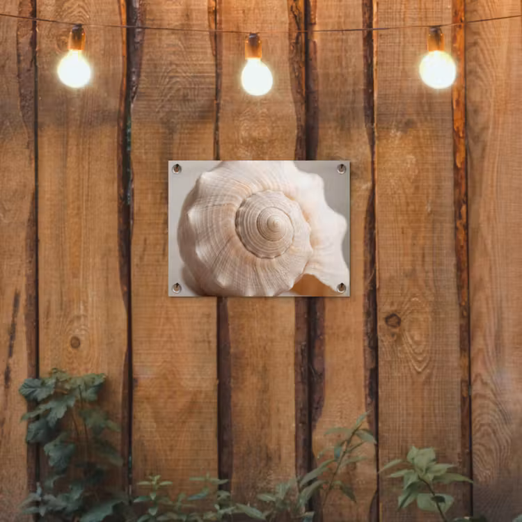 Tuinposter - Schelp - Detail - Beige — 2