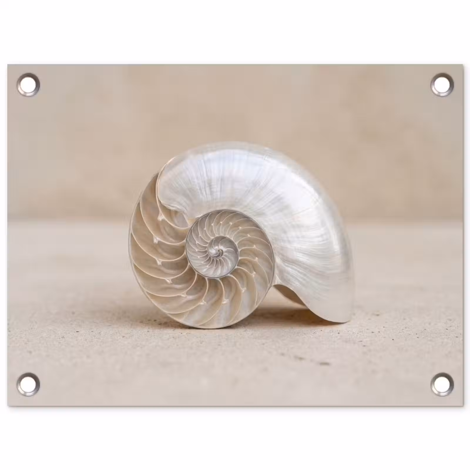 Tuinposter - Schelp - Spiraal - Beige — 1