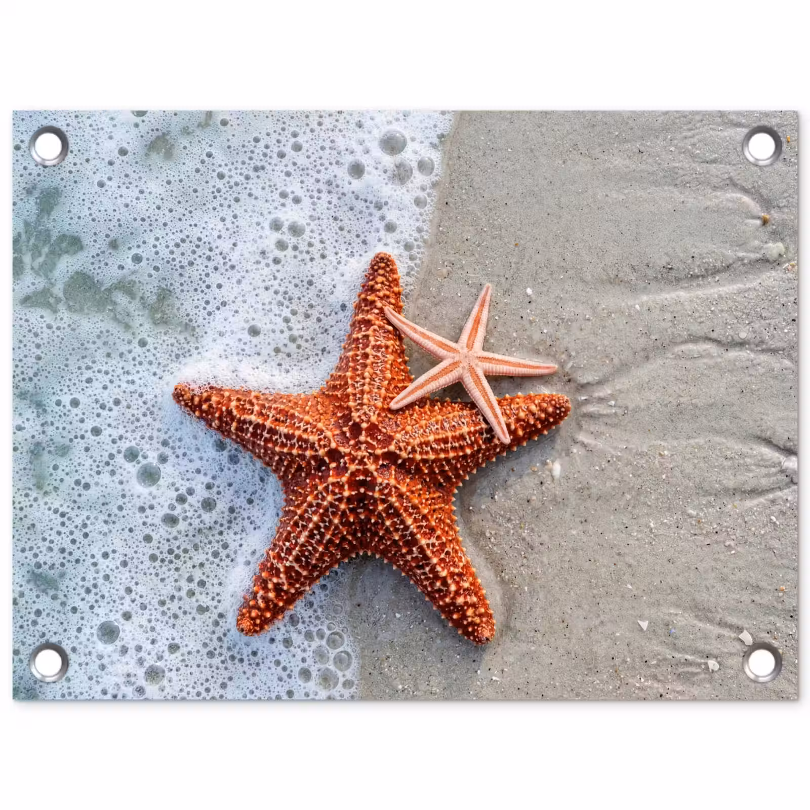 Tuinposter - Zeester - Strand - Zee — 1