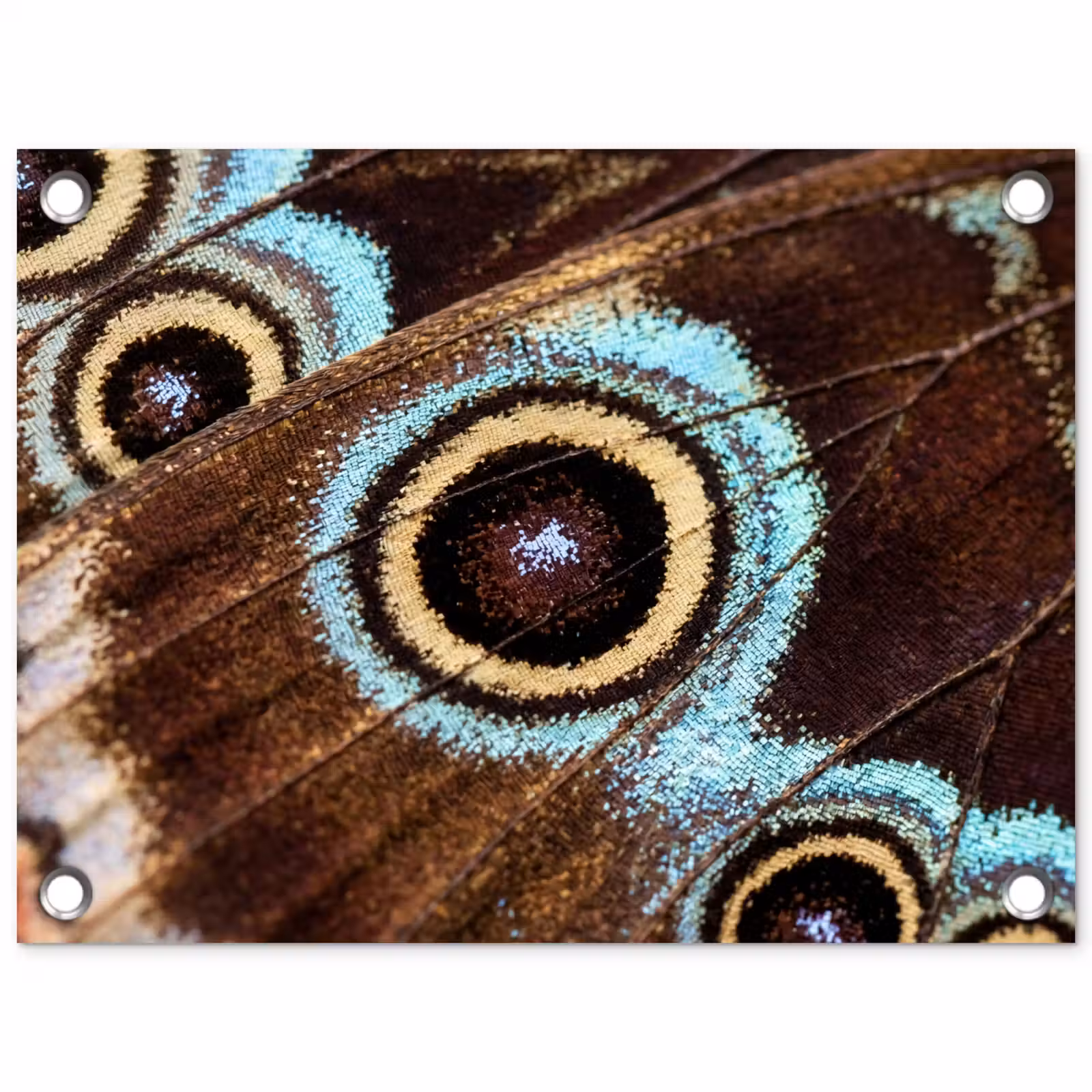 Tuinposter - Vleugels - Vlinder - Blauw — 1