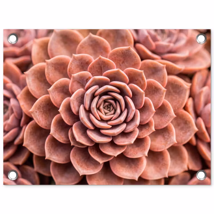 Tuinposter - Vetplant - Organisch - Roze — 1