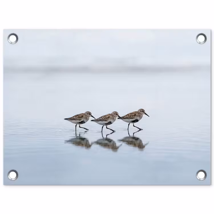 Tuinposter - Vogels - Water - Grijs — 1