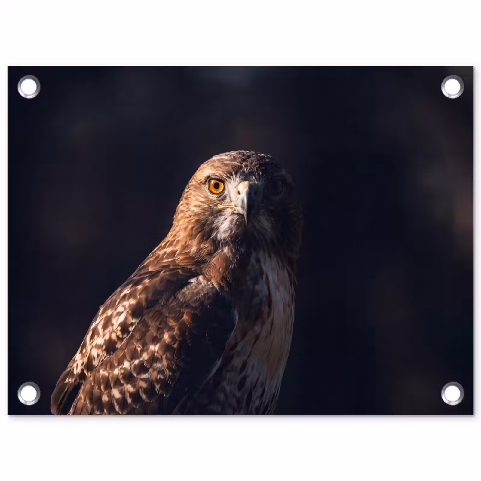 Tuinposter - Roofvogel - Buizerd - Bruin — 1