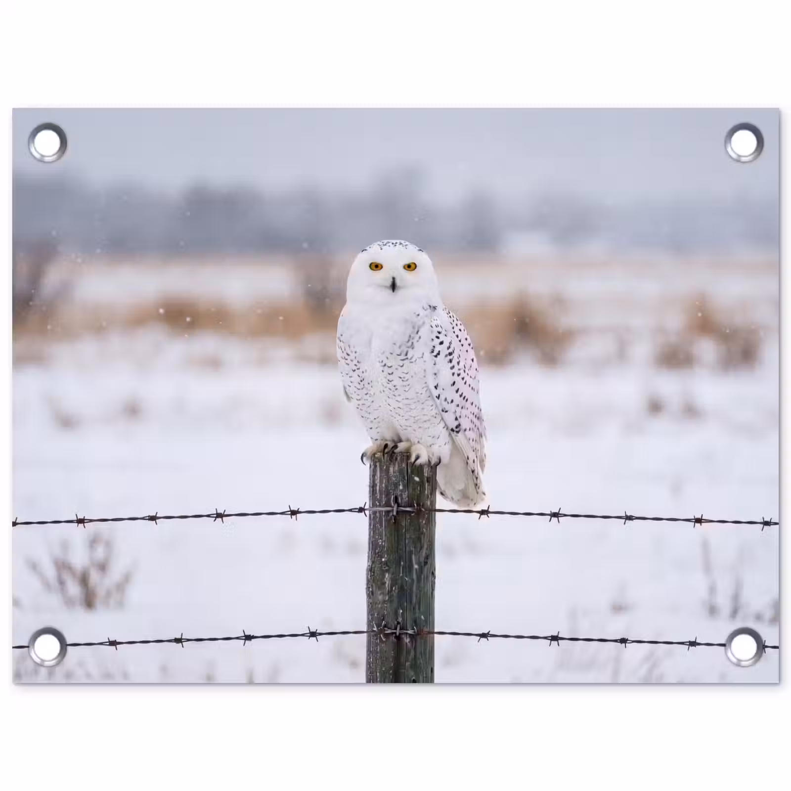Tuinposter - Sneeuwuil - Hek - Sneeuw - Wit — 1