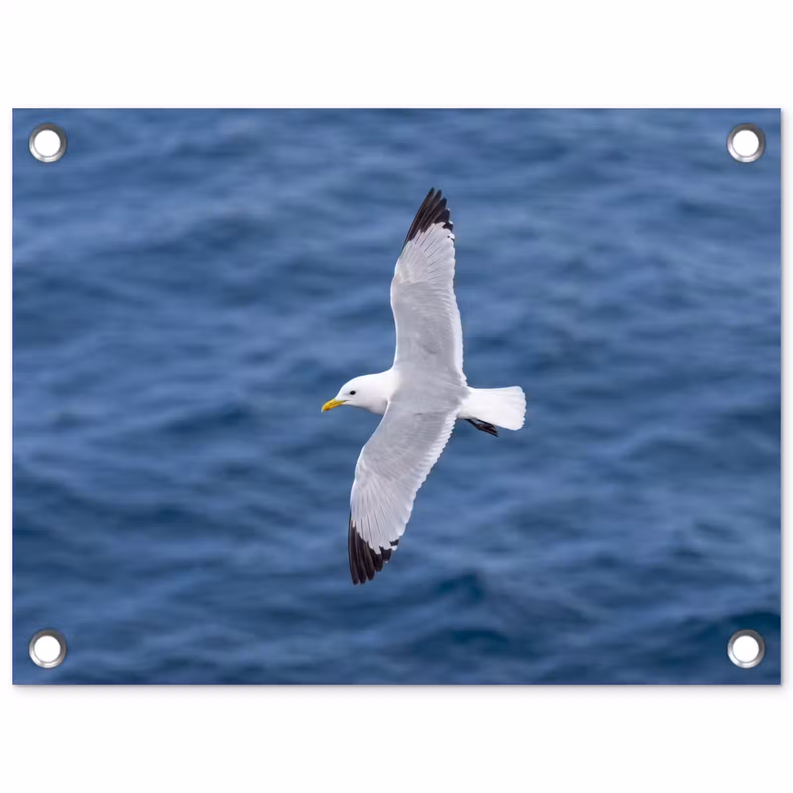 Tuinposter - Zeemeeuw - Oceaan - Blauw — 1