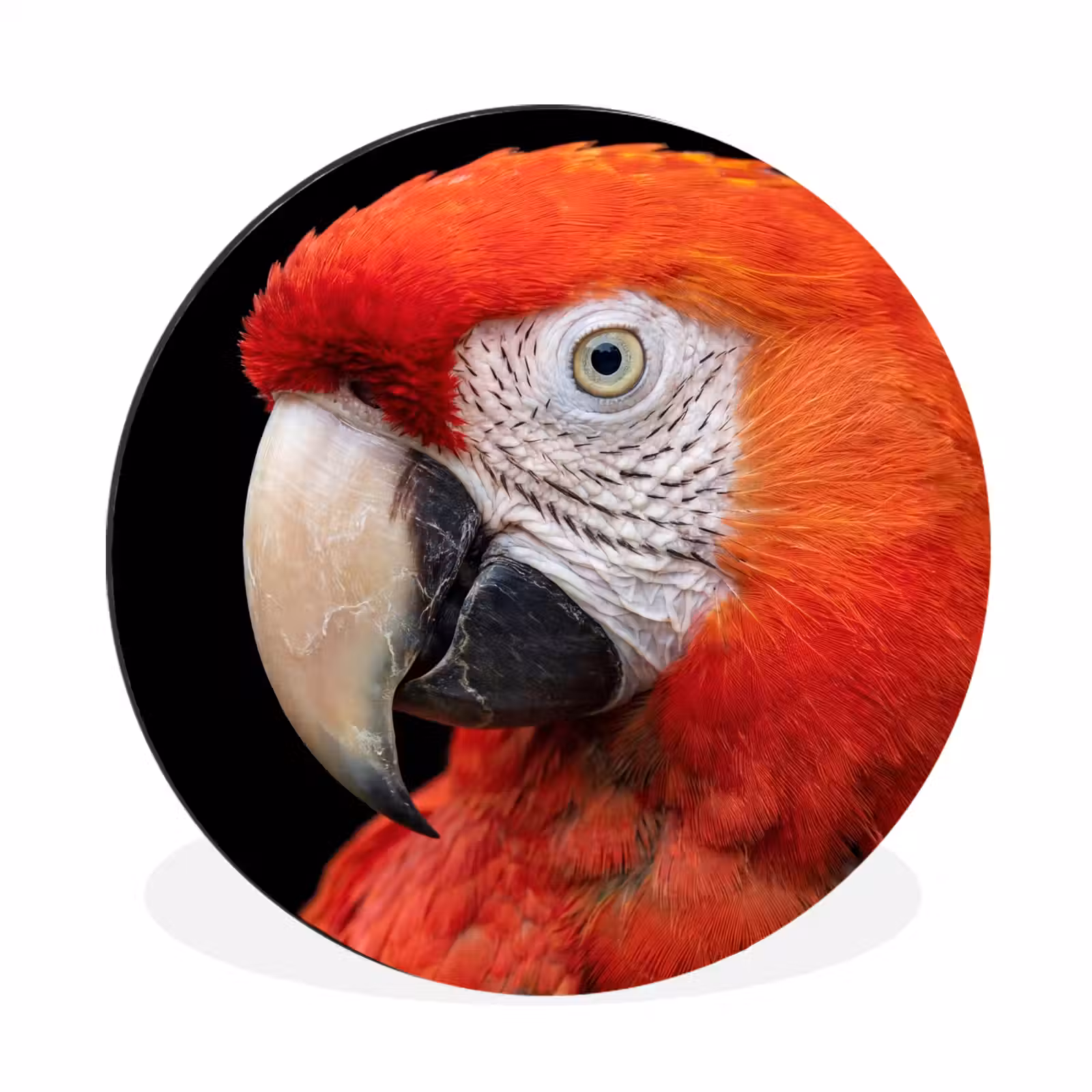 Wandcirkel - Aluminium - Ara - Portret - Rood — 1
