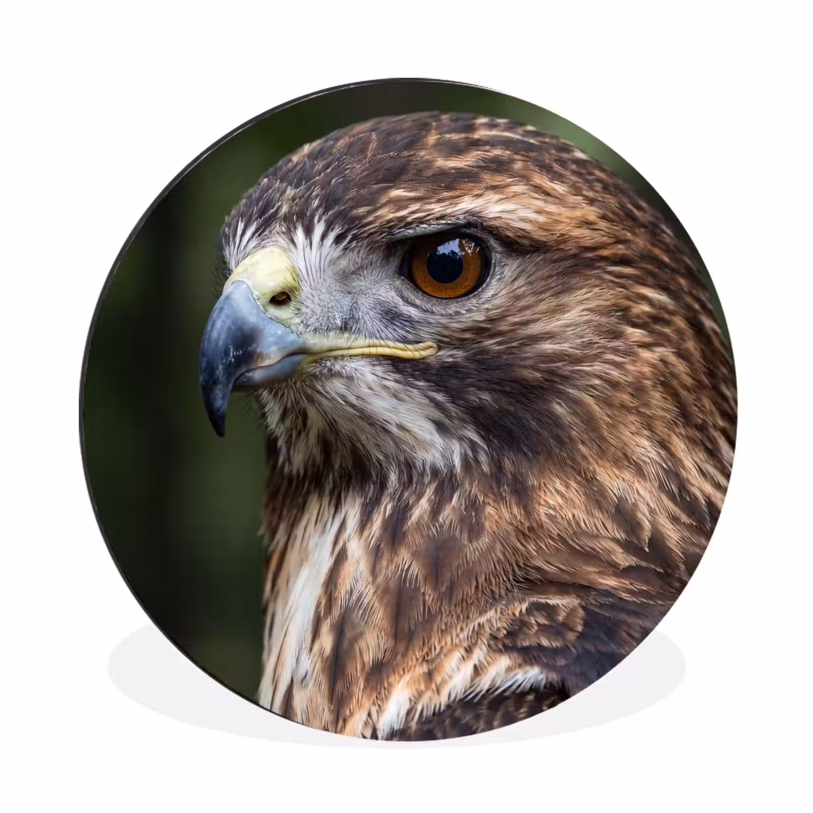 Wandcirkel - Aluminium - Buizerd - Roofvogel - Natuur - Bruin — 1